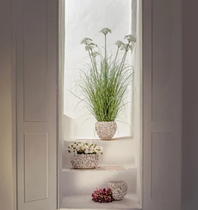 Umelý fenikel v kvetináči Piantala Finocchio Selvatico