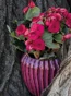 Rituali Domestici Kvetináč "Solchi Raspberry" veľkosť L - priemer 21 cm