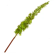 Umelý kvet Eremurus Verde